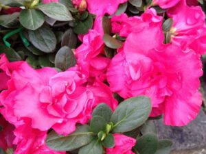 Bright pink Azalea 'Charlie' 7" Pot flowers with dew drops surrounded by green leaves.