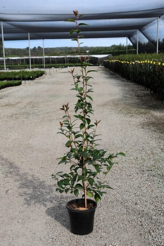 A young Camellia japonica 'Betty Ridley', slender tree growing in a black 10'' pot, situated on a gravel path within a large greenhouse with rows of plants in the background.
