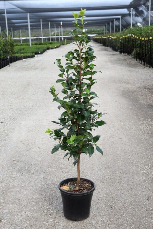 A young Camellia japonica 'Brushfield's Yellow' growing in a black 10" pot centered on a gravel path in a greenhouse with rows of plants on either side.