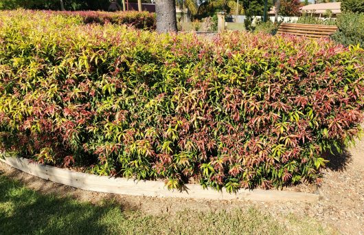 Callistemon 'Great Balls of Fire' in a 10" pot features dense green and reddish foliage, ideal for raised beds or grassy areas, with a compact habit perfect for gardens or patios.