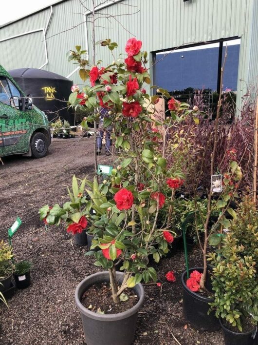 A potted Camellia japonica 'Bob Hope' 13" Pot is placed outside near a green building. Various other plants and a green truck are also visible in the background, creating a serene botanical scene reminiscent of something Bob Hope might have enjoyed.