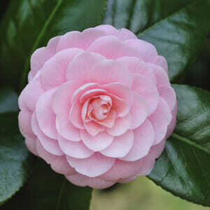 A perfect pink Camellia japonica 'Betty Ridley' 10'' Pot flower with tightly arranged petals surrounded by dark green leaves.