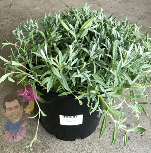 A potted sage plant with dense green leaves, placed on a concrete surface. The pot features a label with a barcode and a decorative sticker of a smiling man holding Cerastium 'Snow in Summer' 8" Pot.