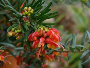 Close-up of Grevillea 'Charlie's Angel' PBR 6" Pot flowers with dew drops, surrounded by green leaves.