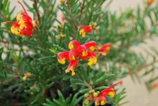 Close-up of vibrant red and yellow Grevillea 'Charlie's Angel' PBR 6" Pot flowers amidst green leaves, highlighting the unique curly petal structure.