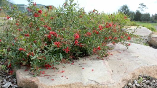 Red Grevillea 'Cherry Cluster™' flowers and green shrubs growing over a large, flat rock in a natural landscape.