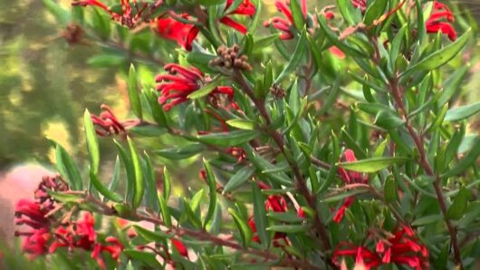 A close-up of a Grevillea 'Cherry Cluster™' 6" Pot with vibrant red blossoms and green leaves, set against a softly blurred background.