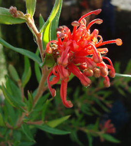 Red Grevillea 'Cherry Cluster™' 6" Pot flower with pointed leaves, sunlit against a blurred background.