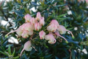 Pale pink bell-shaped flowers of Grevillea 'Coral Baby' 6" Pot amid dark green needle-like leaves, suggesting a close-up of a blooming shrub.