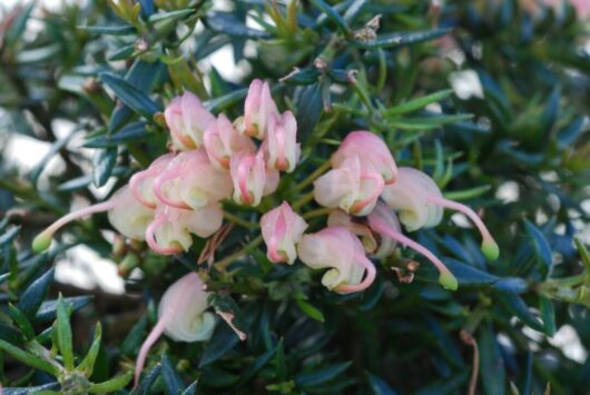 Pale pink bell-shaped flowers of Grevillea 'Coral Baby' 6" Pot amid dark green needle-like leaves, suggesting a close-up of a blooming shrub.