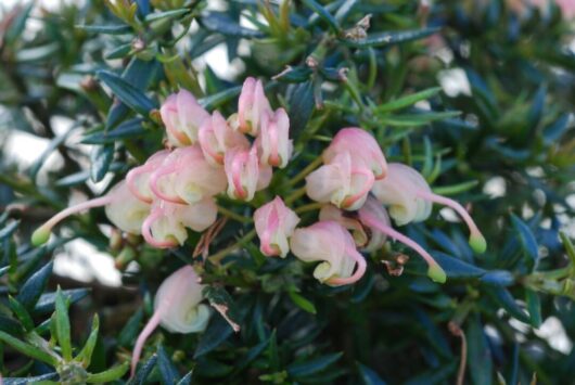 Pale pink bell-shaped flowers of Grevillea 'Coral Baby' 6" Pot amid dark green needle-like leaves, suggesting a close-up of a blooming shrub.
