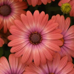 Close-up of Osteospermum 'Serenity™ Coral Magic' African Daisy 6'' Pot flowers with rich, textured petals and dark pink centers, surrounded by buds, against a green background.