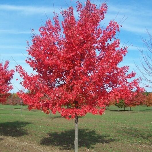 A vibrant Acer rubrum 'Fairview Flame' maple tree in full autumn color, standing under a clear blue sky in a park-like setting.