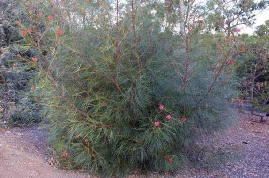 Dense green Grevillea 'Elegance' 6" Pot with needle-like leaves and scattered bright red flowers growing in a gravelly terrain.