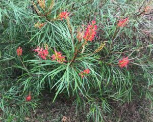 A vibrant Grevillea 'Elegance' 6" Pot with slender green leaves and clusters of red and orange flowers.