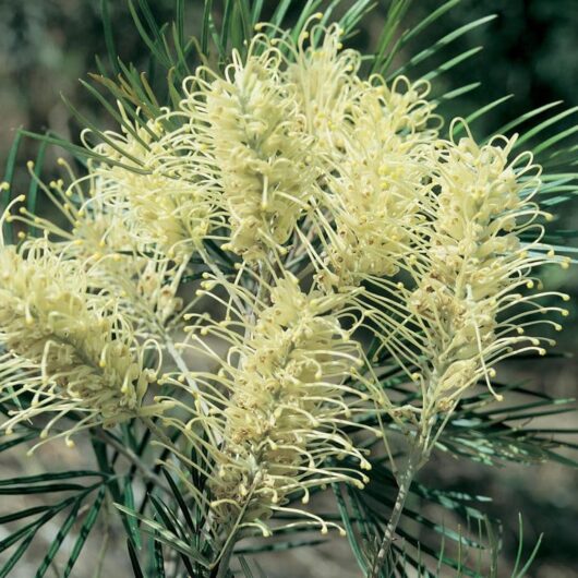 Grevillea 'Moonlight'