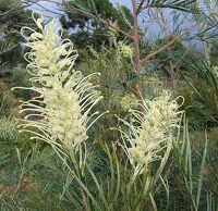 Grevillea 'Moonlight' 8" Pot