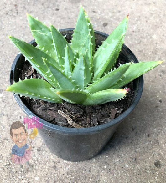 A small Aloe 'Spiral Aloe' plant in a black 5" pot with a "hello hello" nursery sticker featuring a smiling man. The plant is set on a concrete surface.