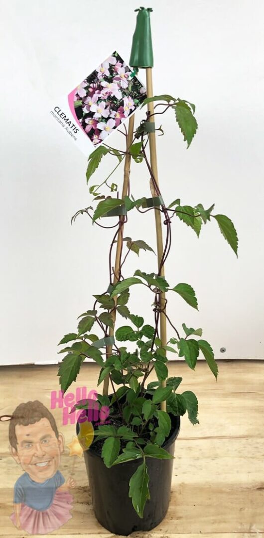 Clematis montana 'Rubens' 6" Pot