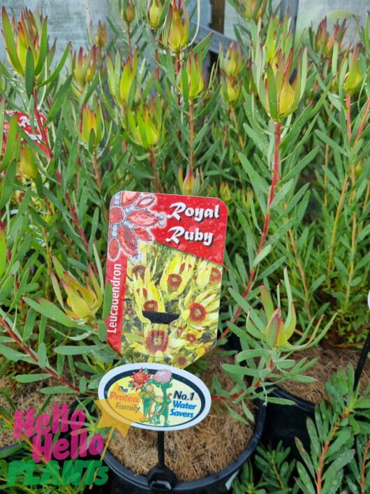 Leucadendron 'Royal Ruby' 8" Pot