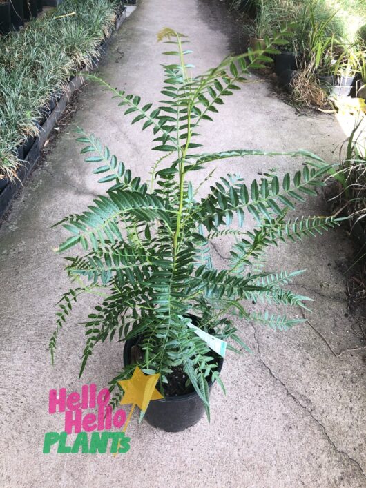 Schinus 'Peppercorn Tree' 8" Pot