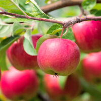 Malus 'Red Delicious' Apple Semi-Dwarf (Bare-Rooted) produces ripe, red apples that hang from tree branches surrounded by green leaves in bright daylight.