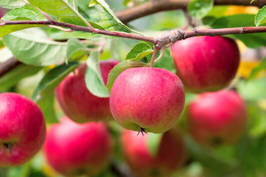 Malus 'Red Delicious' Apple 12" Pot