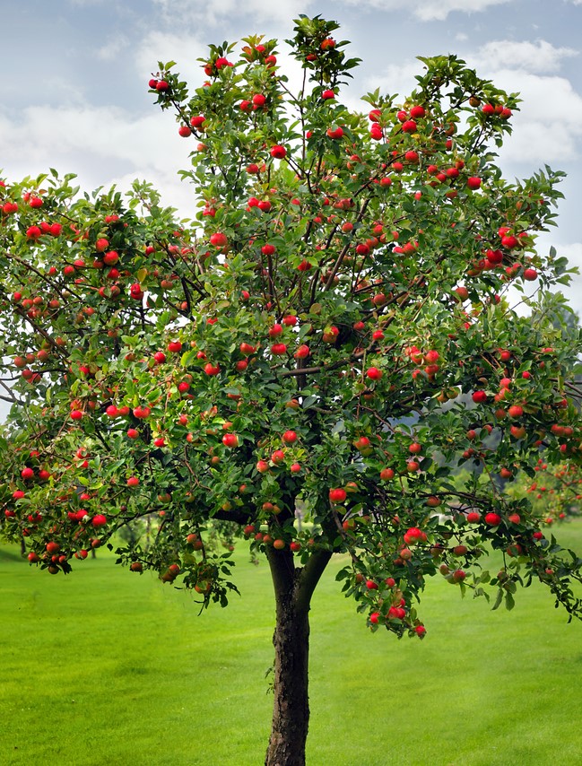 Fruit Trees