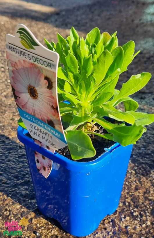 Osteospermum 'Serenity™ Pink Magic' African Daisy 4" Pot