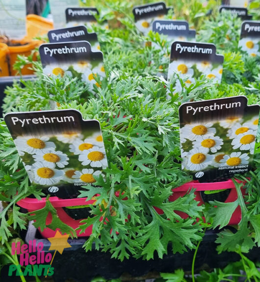 Pyrethrum 4" Pot