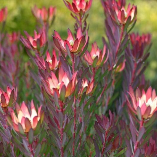 Close-up of pink and green Leucadendron 'Devil's Blush' 6" Pot flowers in bloom, highlighted by soft sunlight.