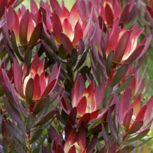 Close-up of vibrant red and green Leucadendron 'Devil's Blush' 6" Pot succulent plants, showcasing their thick, layered leaves.