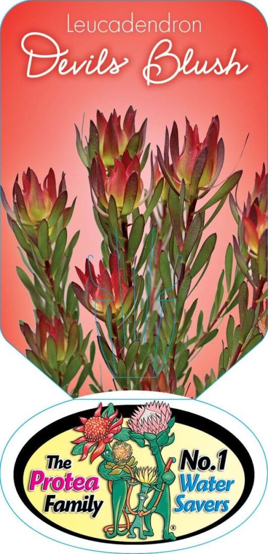 Label showing Leucadendron 'Devil's Blush' 6" Pot with images of red-tipped green flowers, accompanied by a logo reading "the protea family no. 1 water savers.