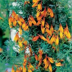 Vibrant orange and yellow Lotus 'Gold Flash' 6" Pot vine flowers draped around a green shrub.