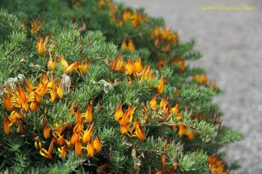 Orange and yellow Lotus 'Gold Flash' 6" Pot flowers blooming on a dense green shrub, with a blurred gray background.