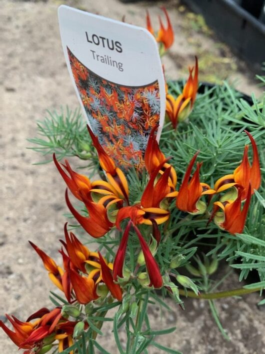 Close-up of the Lotus 'Gold Flash' plant in a 6" pot, highlighting its vibrant red and orange flowers nestled among feathery green leaves, with a plant label included.