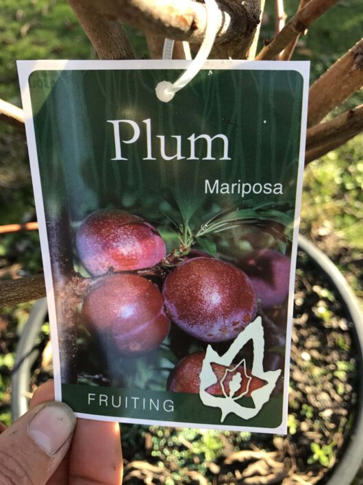 A hand holding a label tagged to a tree, which reads "Prunus 'Mariposa' Blood Plum 8" Pot, fruiting," featuring an image of ripe, red plums.