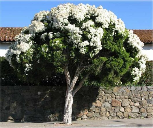 A Melaleuca 'Snow in Summer' Myrtle 6" Pot with abundant white blossoms akin to snow standing in front of a stone wall and a tiled roof building.