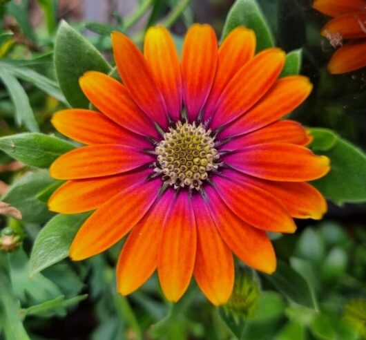 Osteospermum African Daisy 'Assorted Varieties' 8" Pot