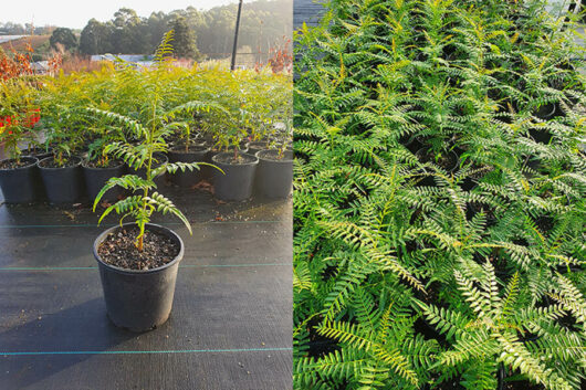 Potted ferns in a nursery on the left, and a dense fern thicket flourishing under the shade of a Schinus 'Peppercorn Tree' 8" Pot on the right, in sunlight.