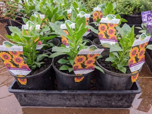 Osteospermum 'Purple Sun' African Daisy plants in 6-inch black containers labeled "Nature's Décor.