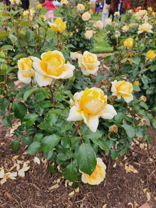 Rose 'Winter Sun' PBR 3ft Standard Growers Flash Sale!