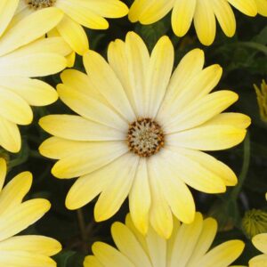 Close-up of an Osteospermum 'Serenity™ Lemonade' African Daisy 6" Pot with white-tipped petals, centered among similar flowers.