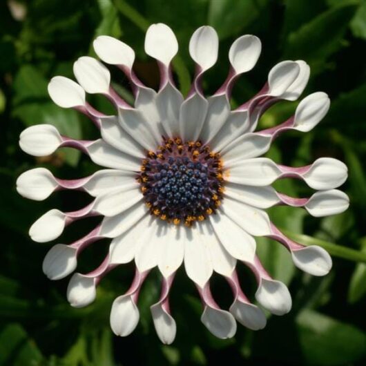 Osteospermum 'Spider White' African Daisy 4" Pot with a blue center and layered white petals with purple backlining, against a green background.