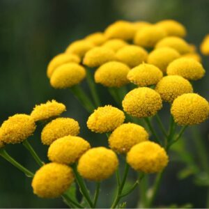Close-up of yellow Tansy 3" Pot herb plants with a blurred green background.