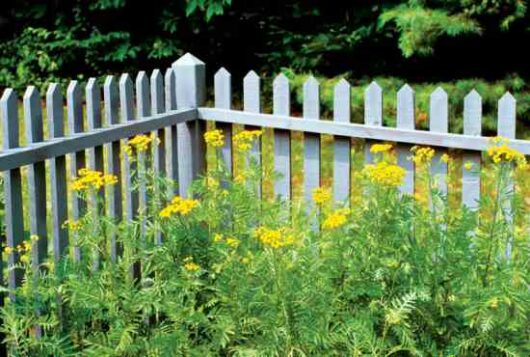 A white picket fence with Tansy 3" Pot wildflowers growing along its base, set against a backdrop of lush greenery.