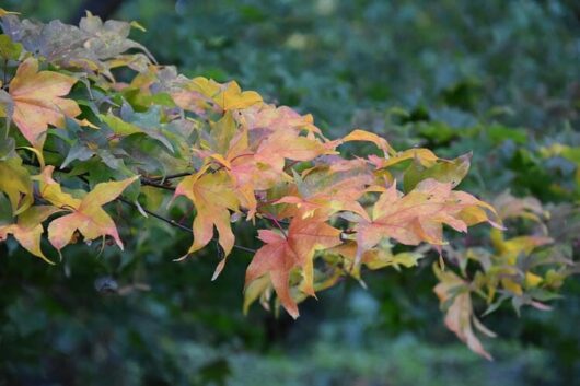 Branch of an Acer 'Ichigyoji' Japanese Maple 8" Pot tree with vibrant red and yellow leaves against a blurred green background.