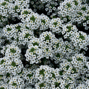 Dense cluster of Lobularia 'Snow Princess' Sweet Alyssum flowers in a 6" pot with tiny green leaves.