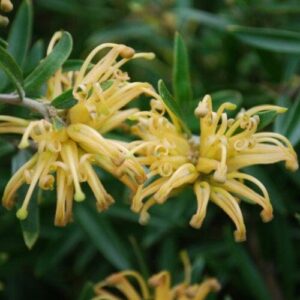 Grevillea 'Canterbury Gold™' 6" Pot flowers in bloom, with green leaves in the background.