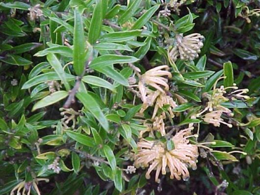 Yellow tubular Grevillea 'Canterbury Gold™' 6" Pot flowers with green leaves on a dense shrub.